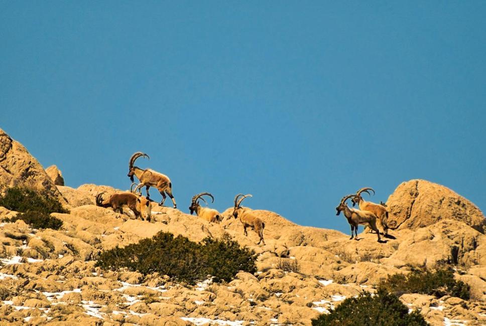Aladaglar Mountain Hostel Cukurbag (Nigde) Bagian luar foto